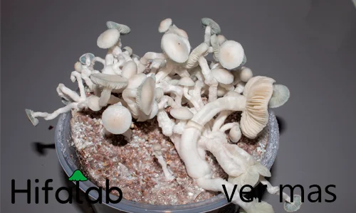 como cultivar tus propias setas magicas