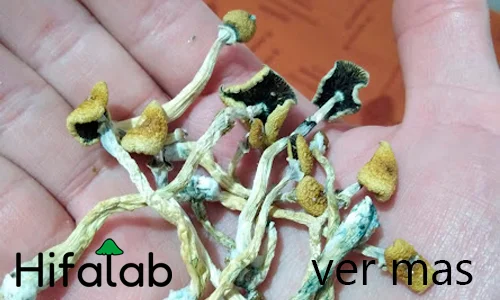 Efectos de los hongos psilocybe cubensis