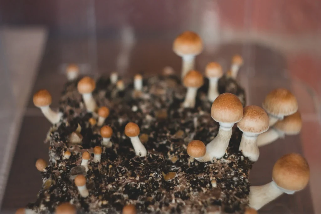 hongos psilocybe brotando de la tierra
