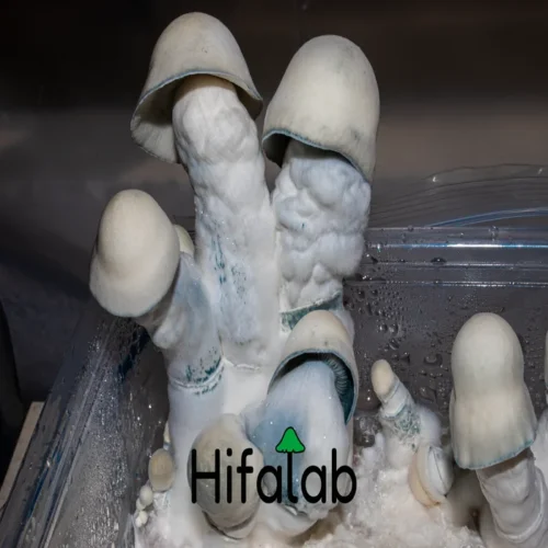 hongos de yeti