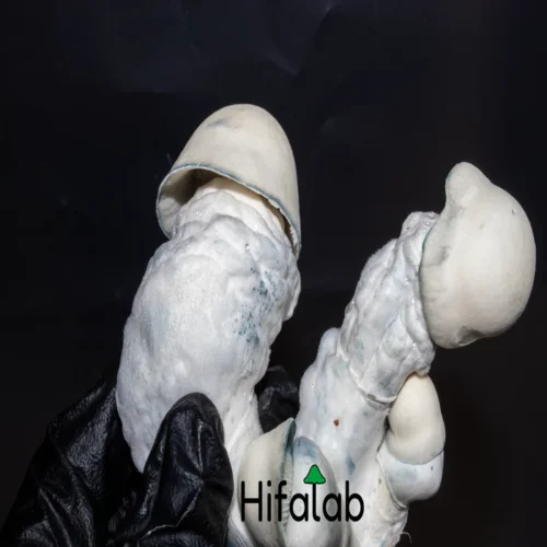 hongo yeti