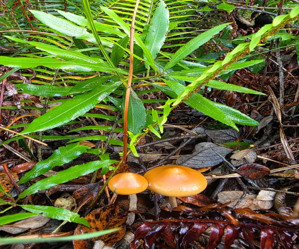 Hongo psilocybe Azurencens