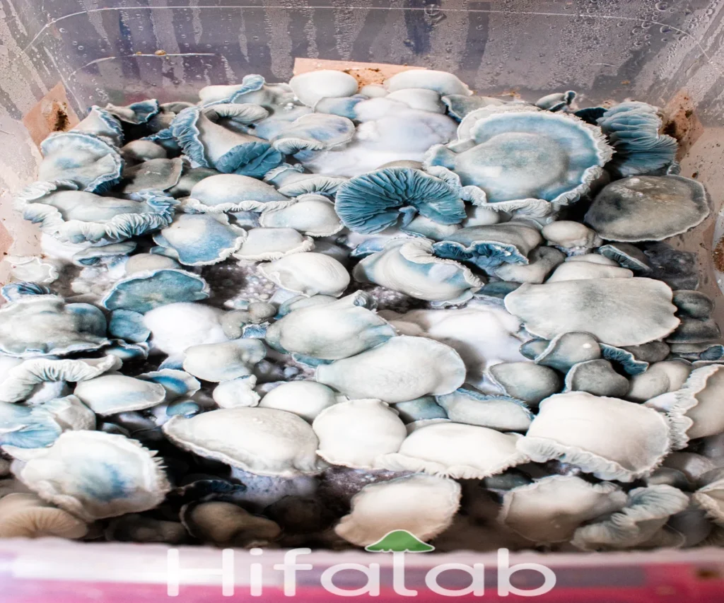 hongos bluemoon