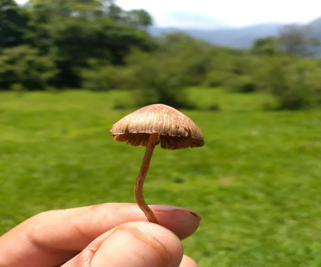 psilocybe mexicana o pajaritos