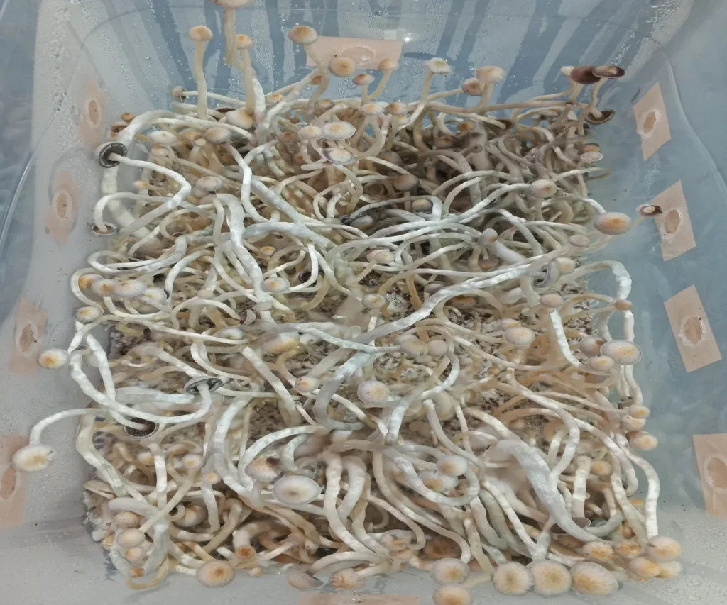 Psilocybe Natalensis