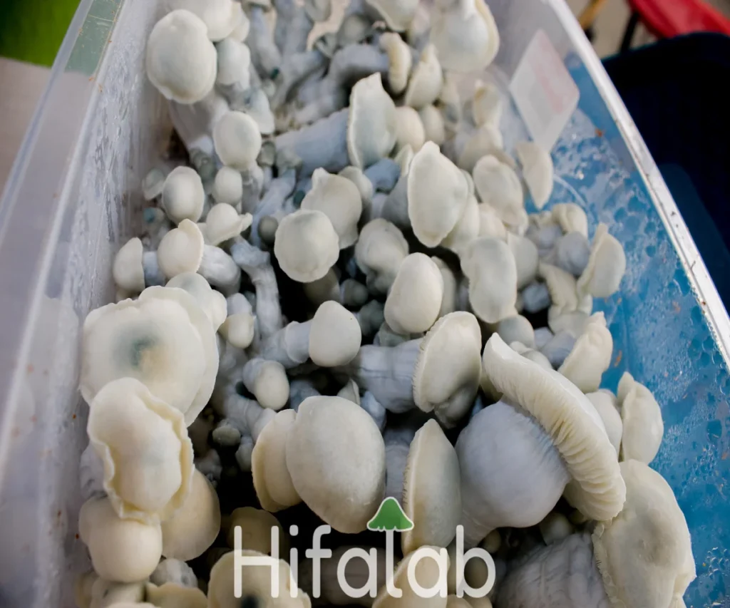 psilocybe yeti