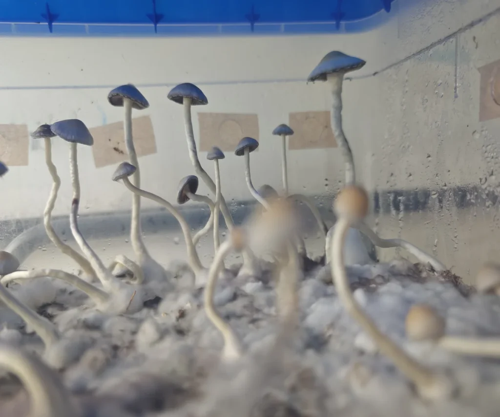 hongos Cyanescens