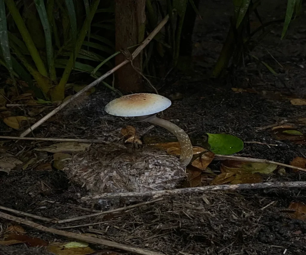 seta de psilocybe cubensis silvestre