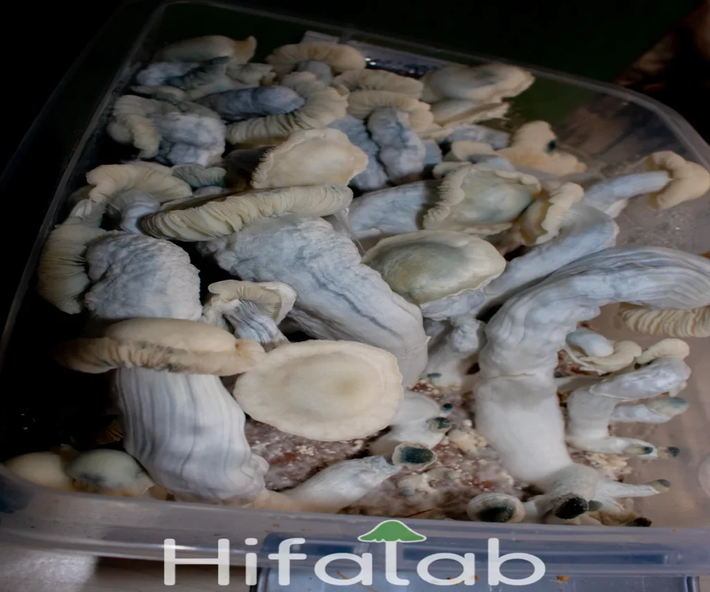 hongos nutcracker