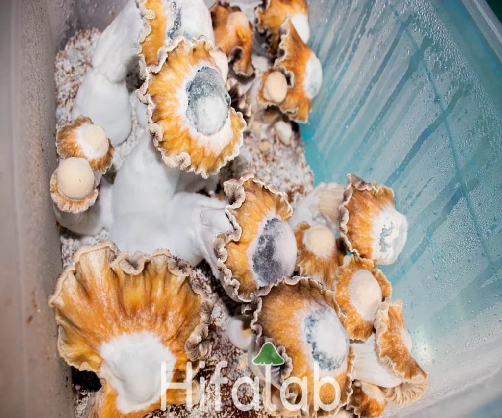 Hongos psilocybe toque F9