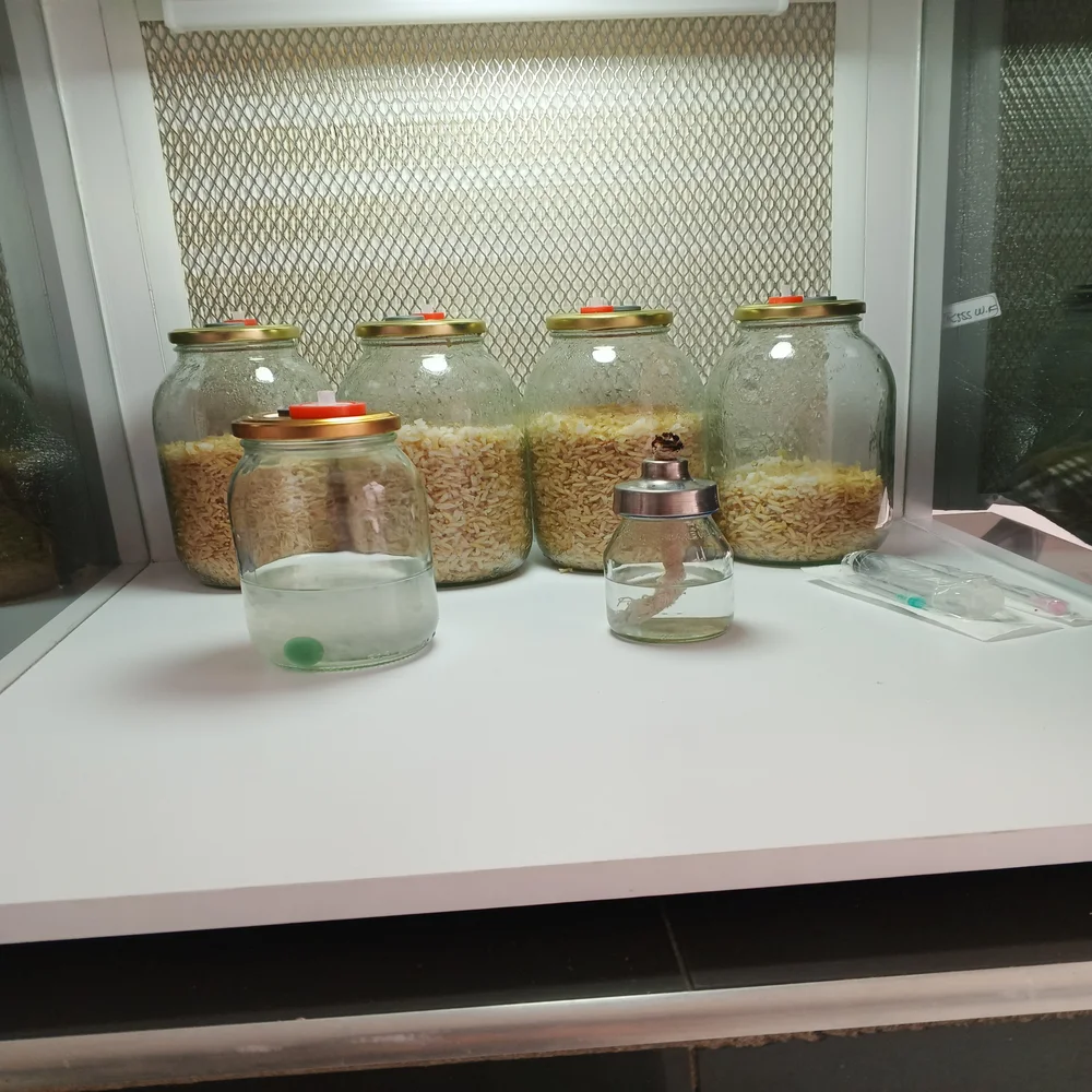 métodos de cultivo de hongos