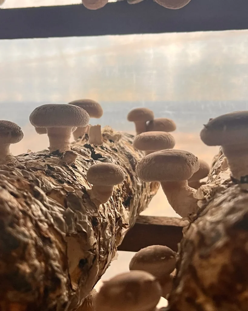 shiitake hongo