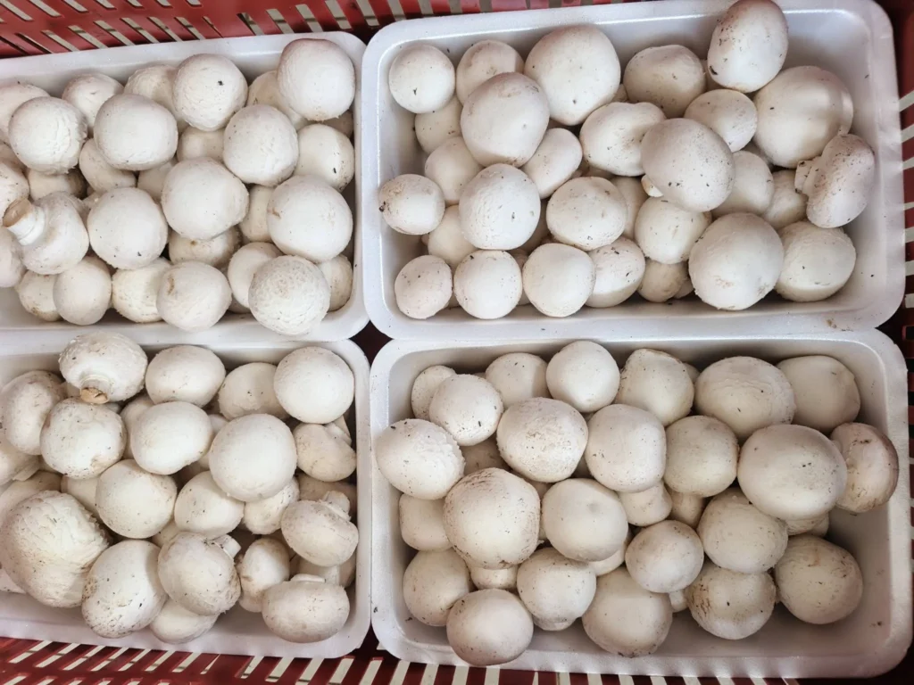 champiñon