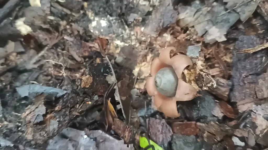 SETA CON ESPORAS DE GEASTRUM