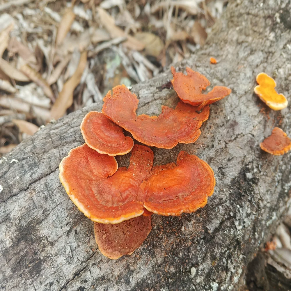 setas de Pycnoporus sanguineus