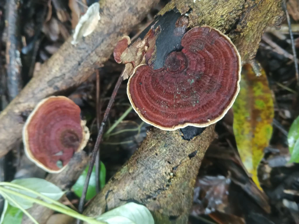 ganoderma silvestre en bogota