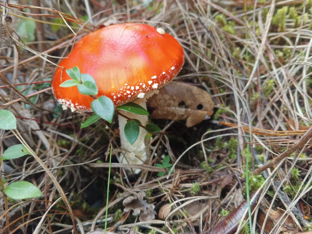 Amanita muscaria
