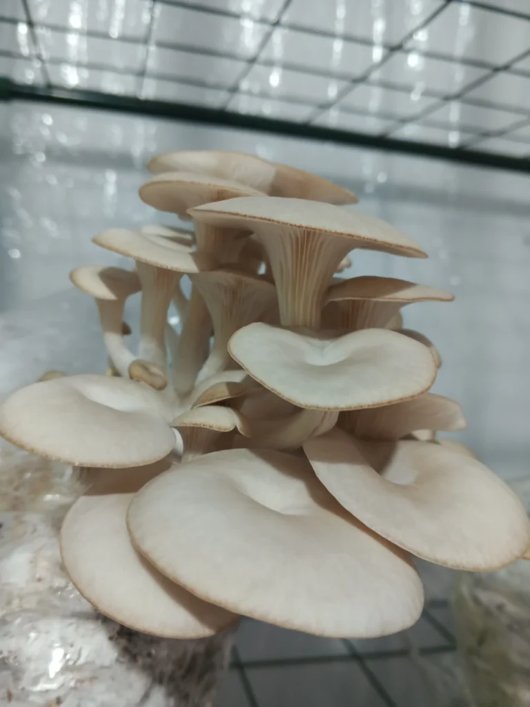 Pleurotus ostreatus