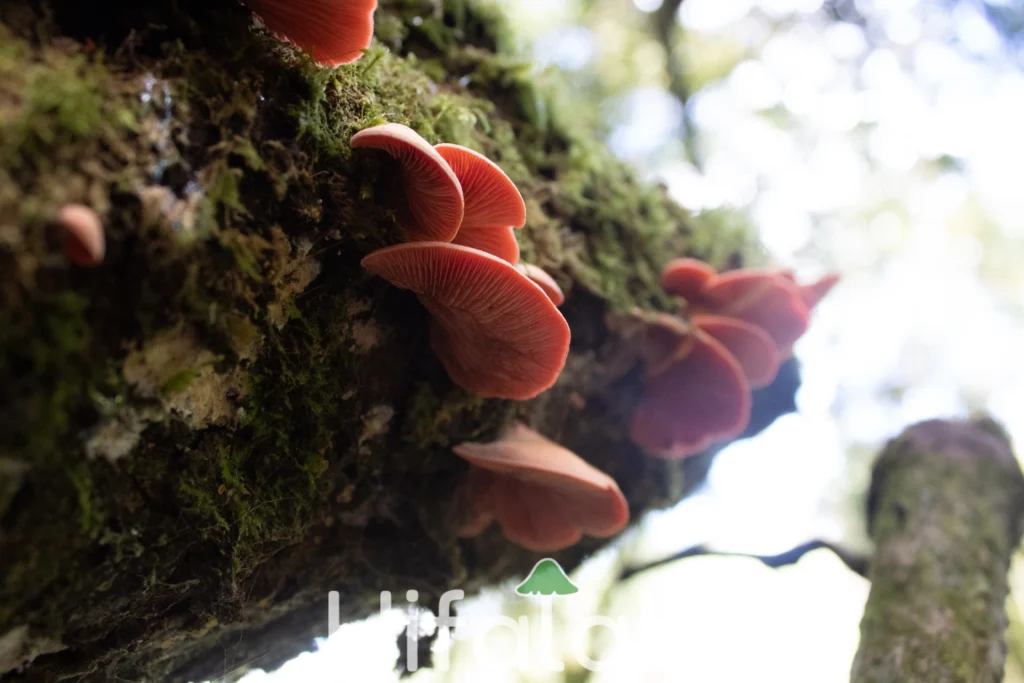 Auricularia silvestre en bogota