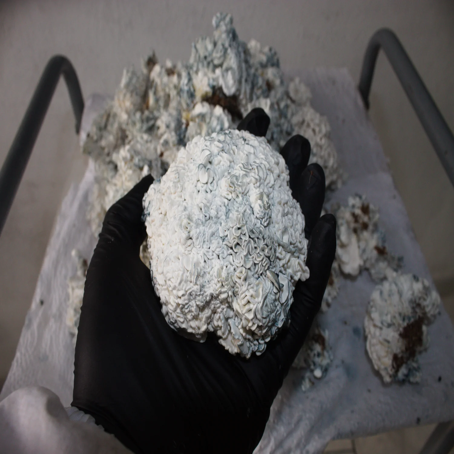 cosecha de hongos