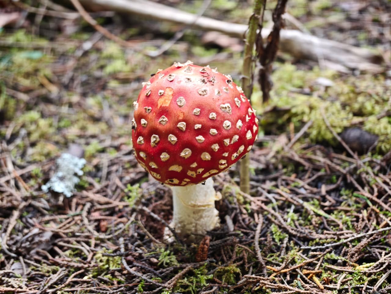 Amanita muscaria
