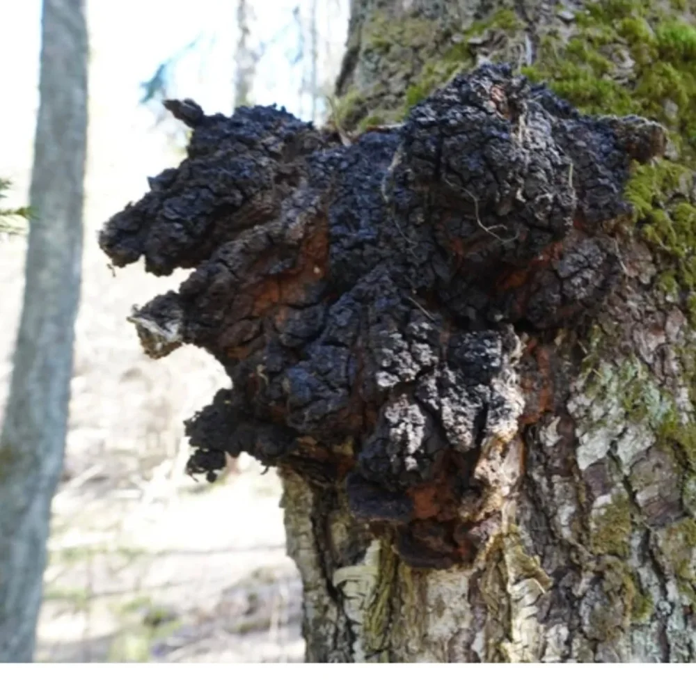 chaga