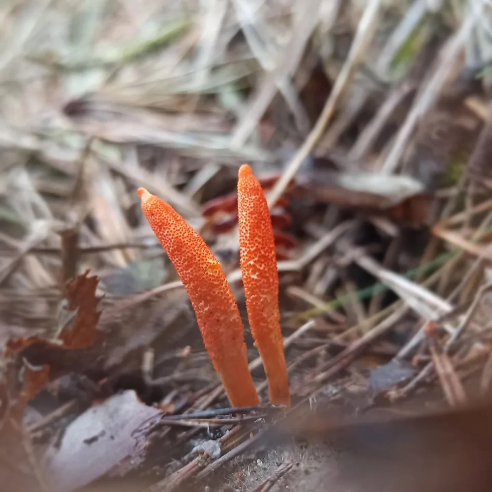 cordyceps