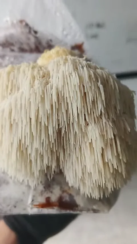 Hericium erinaceus en bogota