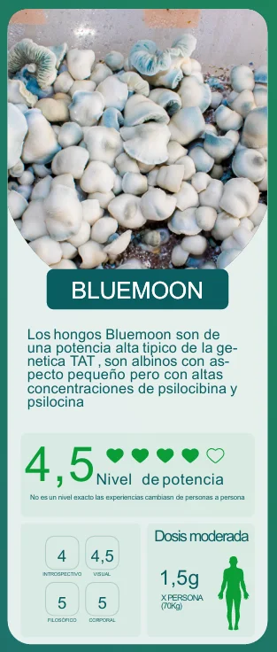 BLUEMOON CALIFICACION