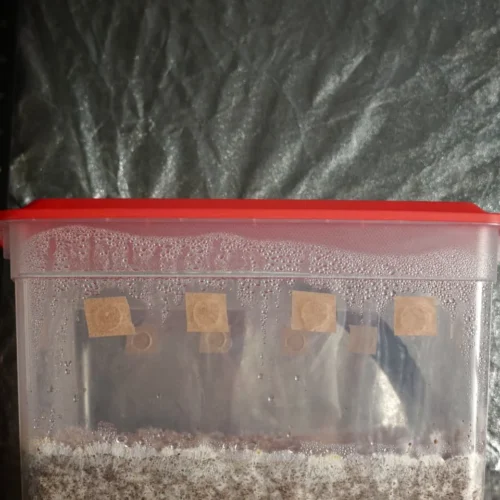 Kit de hongos monotub listro para fructificar