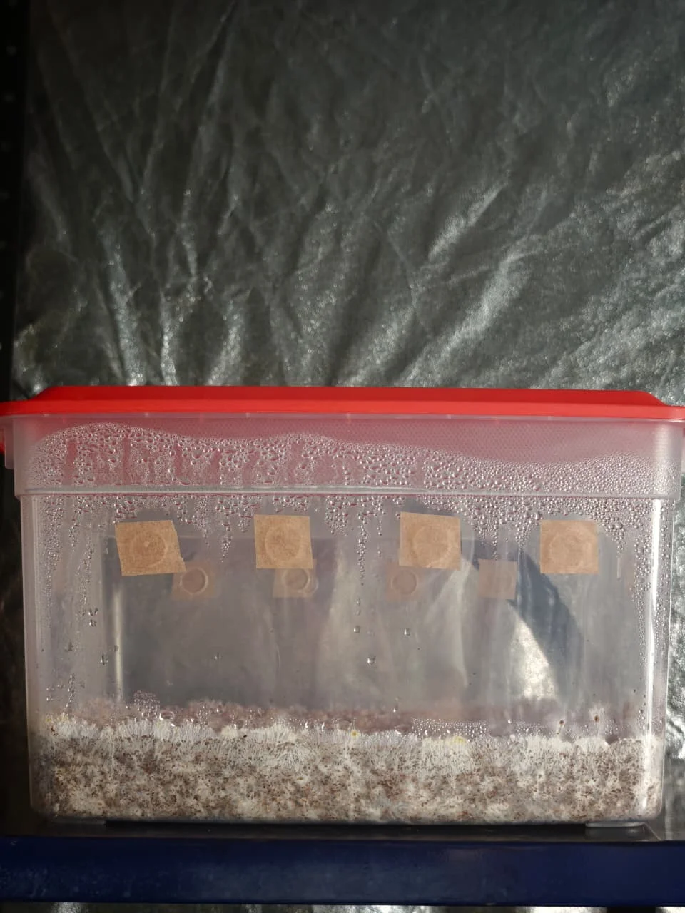 Kit de hongos monotub listro para fructificar