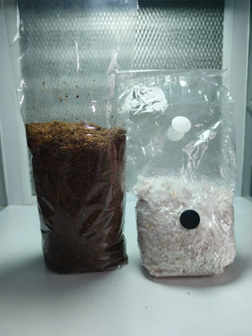 Micelio en grano (250 g) + sustrato (1 litros)