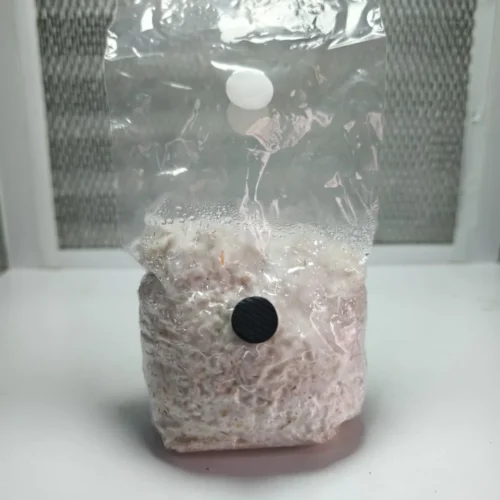 Micelio en grano, cereal con micelio, 250g, totalmente colonizado calidad
