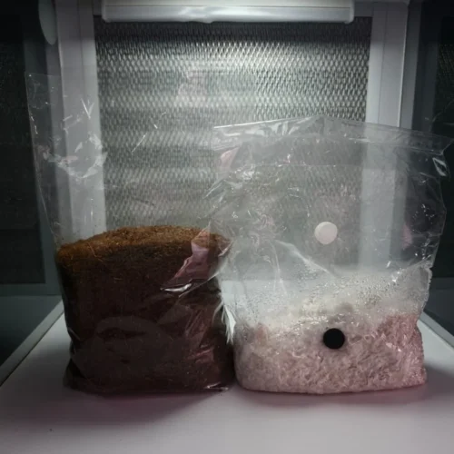 Micelio en grano mas sustrato listo para usar