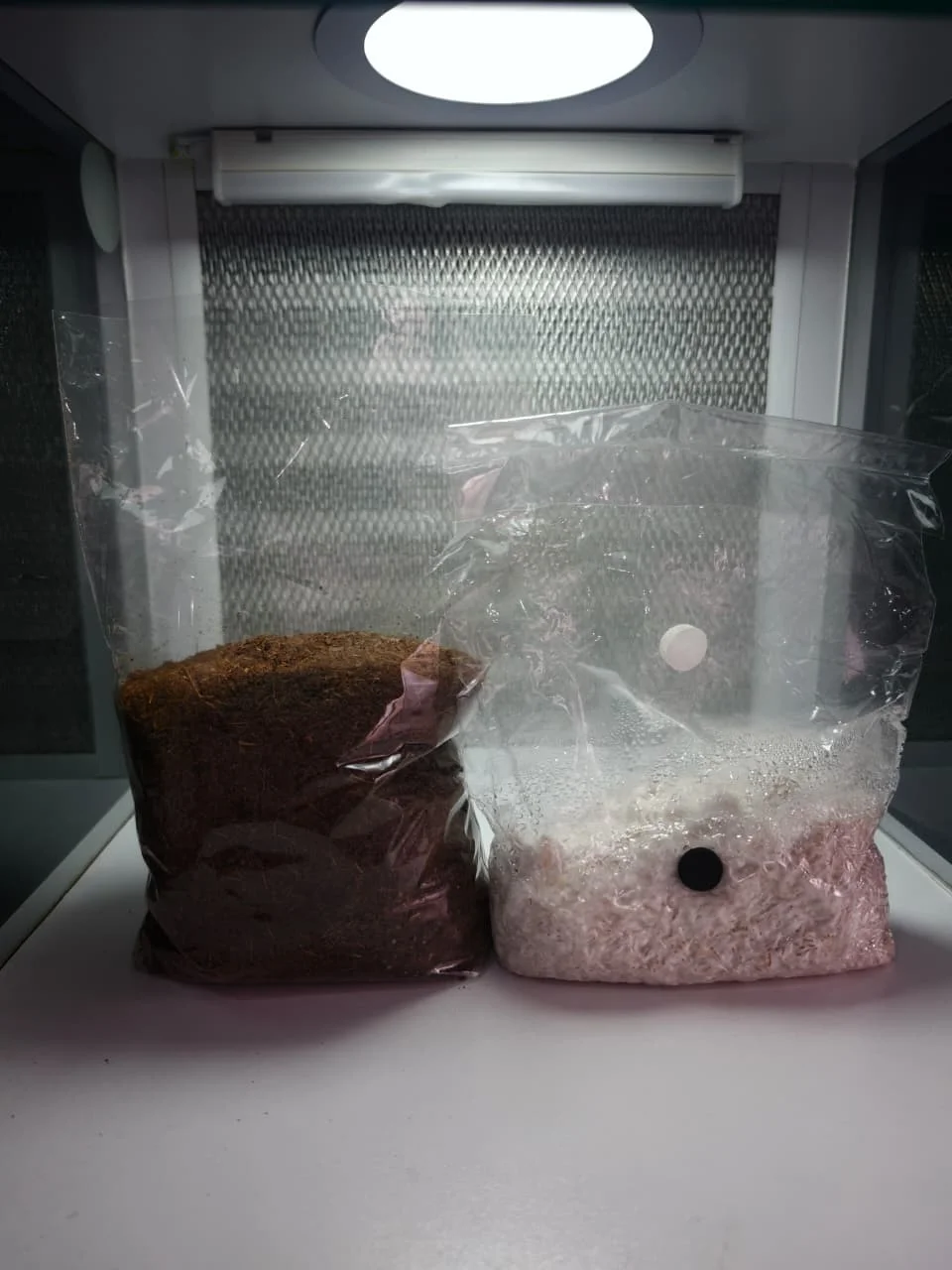 Micelio en grano mas sustrato listo para usar