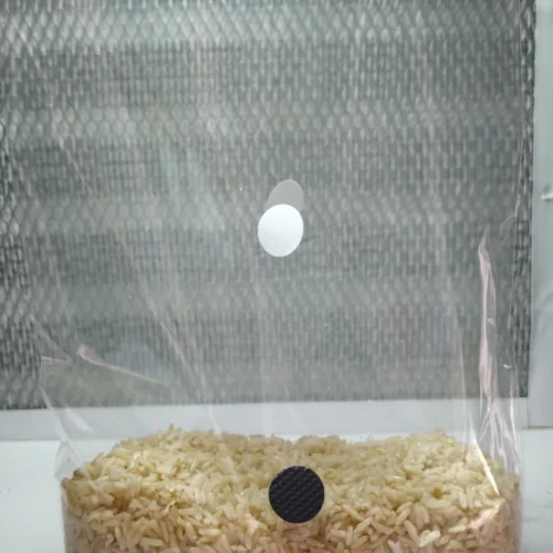 Grano estéril, cereal para cultivo de hongos