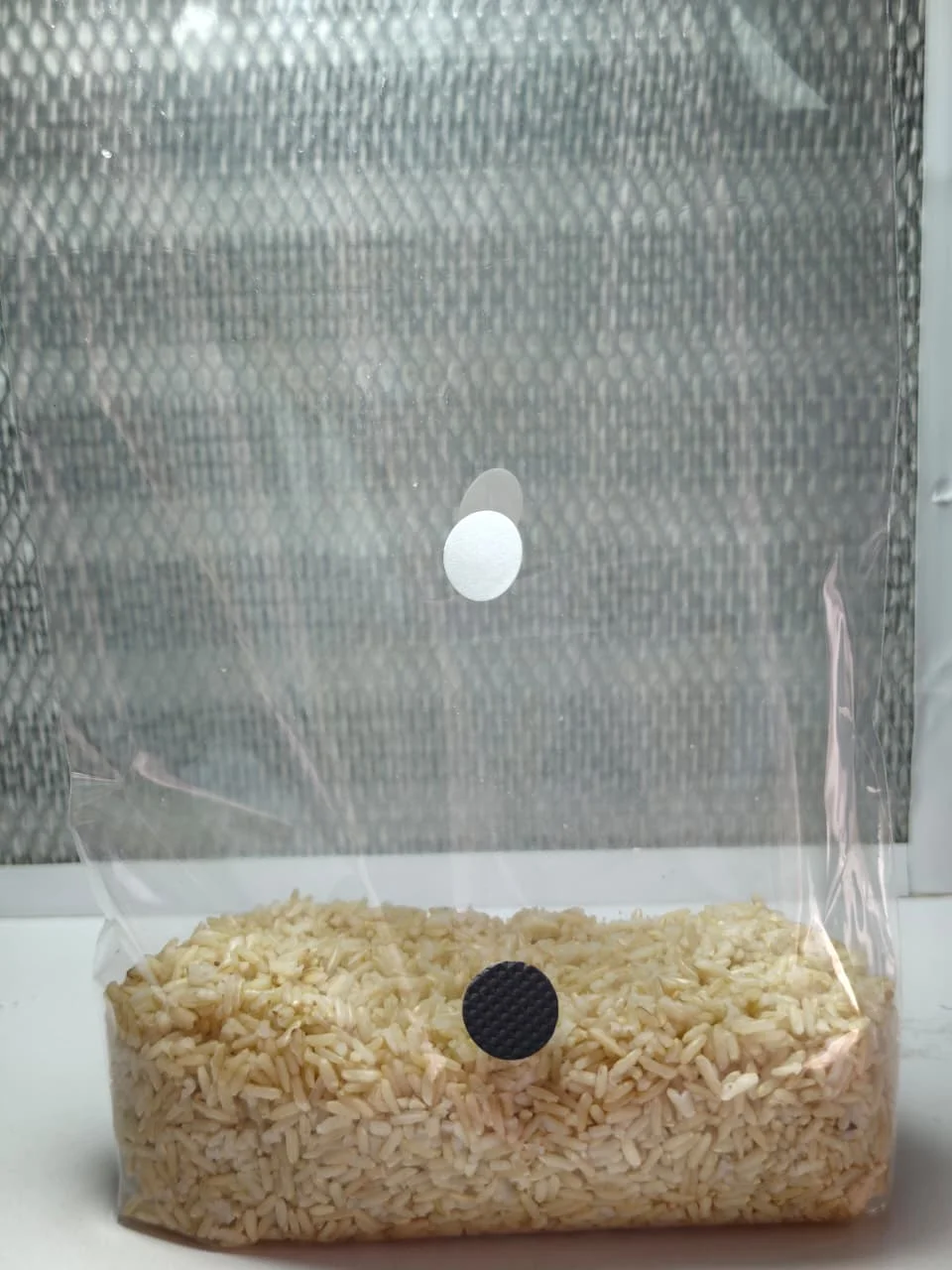 Grano estéril, cereal para cultivo de hongos