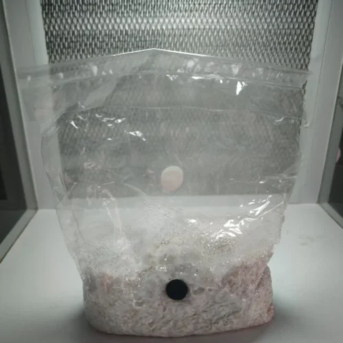 Micelio en grano