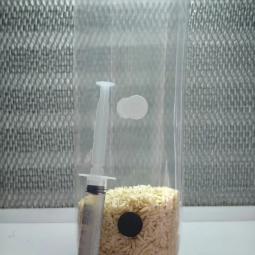 Grano estéril listo para inocular (200 g) + vial de micelio de 10ml