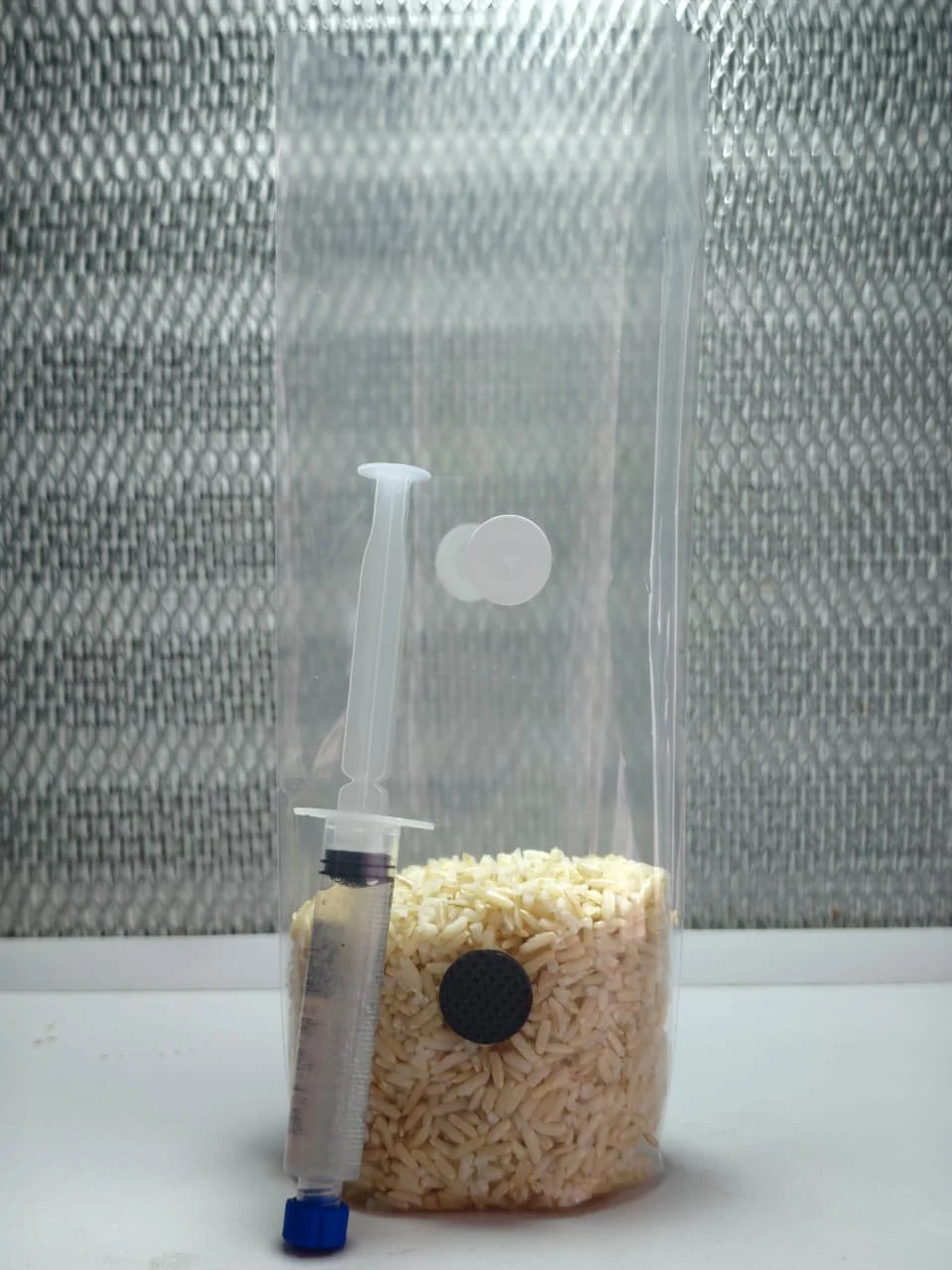 Grano estéril listo para inocular (200 g) + vial de micelio de 10ml