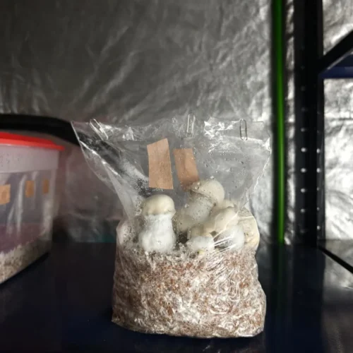 Kit de cultivo en Mushbag (5 litros)