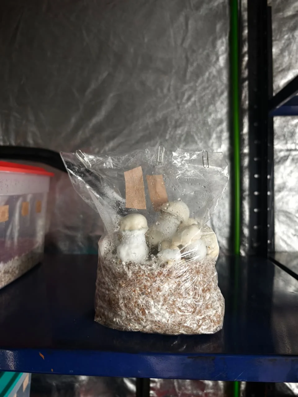 Kit de cultivo en Mushbag (5 litros)